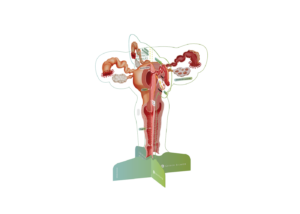 medizinische Broschüren, Patienteninformationen, Gesundheitsaufklärung, Diagnosematerialien, Therapieunterlagen, pharmazeutische Informationen, Arzt-Patienten-Kommunikation, Krankheitsmanagement, Behandlungspläne, Gesundheitsdienstleistungen, Außendienst, Pharma